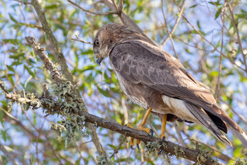 Steppe Buzzard or Common Buzzard (Buteo buteo vulpinus) in broad-leaved woodland, Swellendam, Western Cape, South Africa