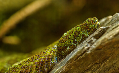 Mangshan pit viper (Protobothrops mangshanensis) portrait