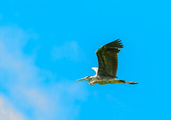 Obraz premium grey heron (Ardea cinerea) in flight