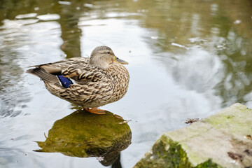 Solitary Duck on Stone. Tranquil Pond Reflection: A Female Mallard Duck on a Green Stone