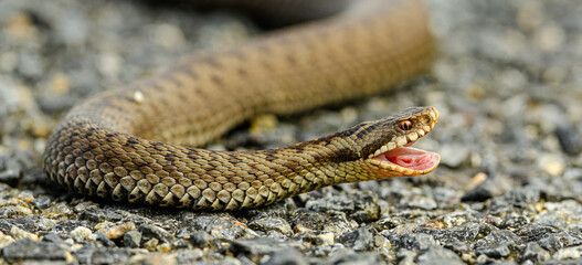 common European adder or viper (Vipera berus)