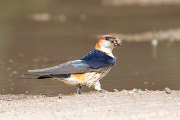 Greater Striped Swallow (Cecropis cucullata) collecting mud for nesting material, Wilderness, Garden Route, Western Cape, South Africa