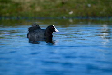 A coot glides effortlessly across calm blue water, surrounded by lush greenery on a bright afternoon. Its distinctive white beak stands out against its dark plumage