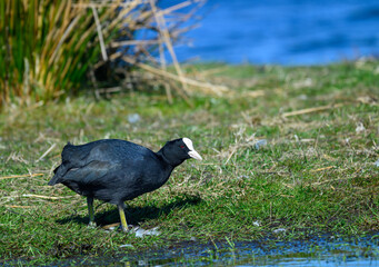 A coot moves across the lush green grass near a serene body of water, surrounded by reeds under a clear blue sky during the day, searching for food