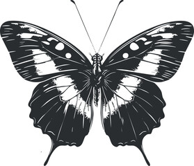 A detailed black illustration of a butterfly showcasing its intricate wing patterns and beauty.