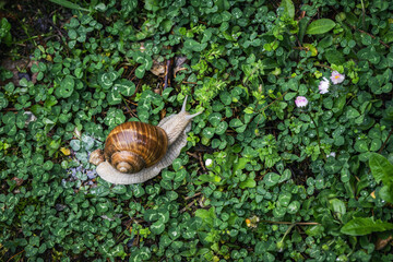 Burgundy snail crawling on a bed of clover. View from above