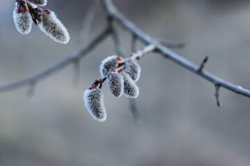 Willow branches. Willow catkins on the branch. Pussy-willow branches. Fluffy catkins in spring. Easter time