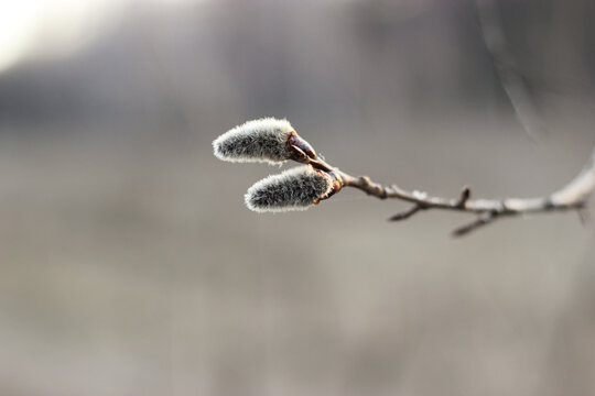 Willow branches. Willow catkins on the branch. Pussy-willow branches on blurred background. Fluffy catkins in spring. Easter time - Powered by Adobe
