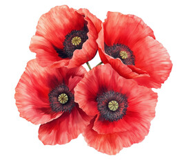 Fototapeta premium Realistic red poppy flower isolated on transparent background