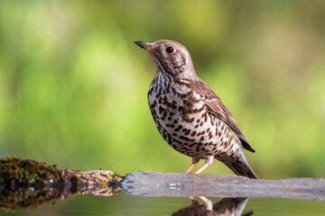 Fototapeta premium Zorzal charlo