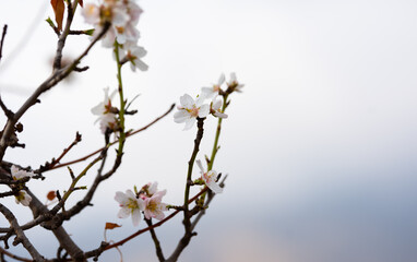 A branch of blooming almonds on the background of nature