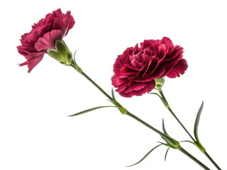 Obraz premium Beautiful carnation flowers in vibrant shades of red showcase their delicate petals and lush green stems, perfect for any floral arrangement