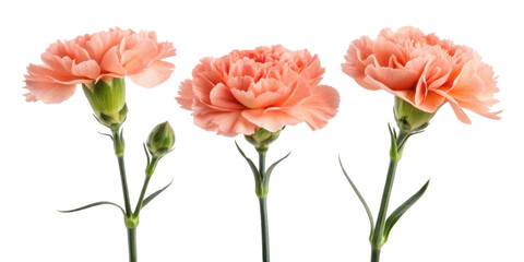 Obraz premium Beautiful carnation flowers bloom gracefully, showcasing their delicate petals and vibrant colors, perfect for any floral arrangement
