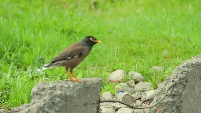 Slow motion of Common Myna bird (Acridotheres tristis) cleaning his beak with stone
