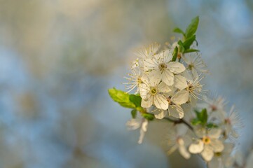 Fototapeta premium withe flowering bush in spring