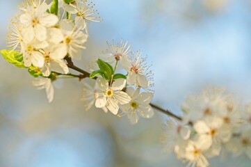 withe flowering bush in spring