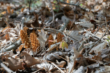 Blooming American cancer-root (Conopholis American) known as bear corn, and squaw root, perennial, non-photosynthesizing, or achlorophyllous, parasitic plants which attach to oak trees.