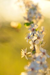 withe flowering bush in spring