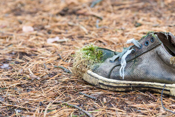 Old gray shoe overgrown with moss in a coniferous forest