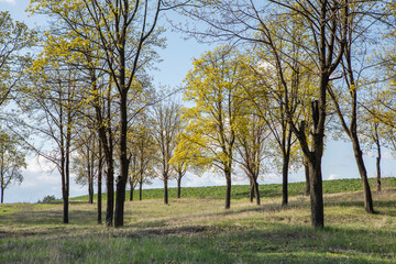 Beautiful rural landscape from the republic of Moldova. Village life in spring.
