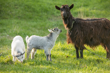 Fototapeta premium Beautiful rural landscape from the republic of Moldova. Village life in spring.