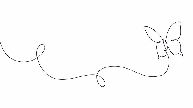 Video. Butterfly drawing drawn with one continuous line. Single line design of beautiful butterfly for business, social media. Concept of spring, nature. Animation on white background 4K.