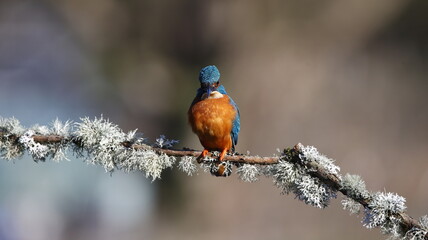 Male kingfisher on a mossy branch