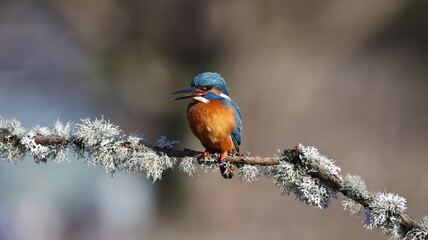 Male kingfisher on a mossy branch