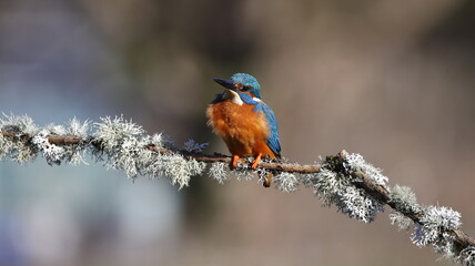 Male kingfisher on a mossy branch