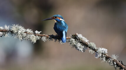 Male kingfisher on a mossy branch