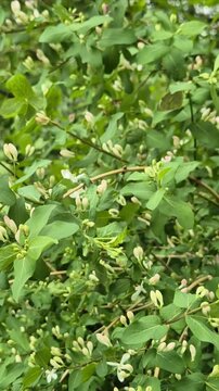 Bloossomed bush swaying in the wind