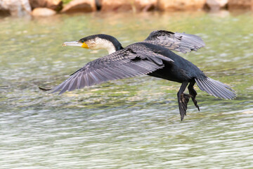 White-breasted Cormorant (Phalacrocorax lucidus) flying over river, Robertson, , Western Cape, South Africa.