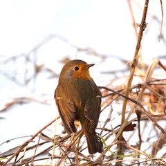 robin on branch