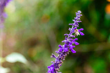 Obraz premium A close-up of a honeybee perched on vibrant purple lavender flowers, capturing the delicate process of pollination. The blurred green background enhances the focus on the insect and the bloom, creatin