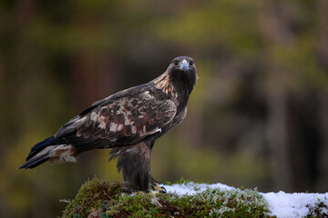 Golden eagle in the forest scenery