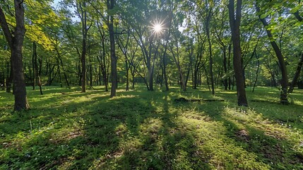 Fototapeta premium Vibrant woodland background late summer with sun drenched clearings lush green canopies and playful shadows dancing on the forest floor