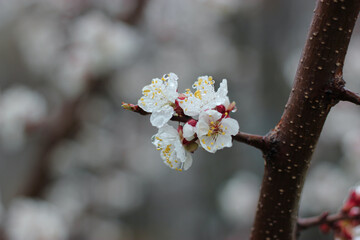 White almond blossom with raindrops. Almond blossom under the rain. Macro raindrops on flower petals. Almond under spring rain. Spring flowers photo with space for text