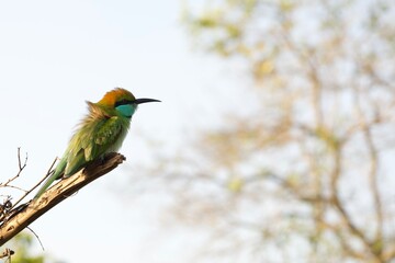 Bird in Nationalpark Udawalawe, Sri Lanka