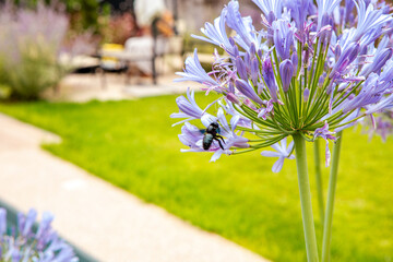 A vibrant close-up of a black bee gathering nectar from purple agapanthus flowers. The soft,...