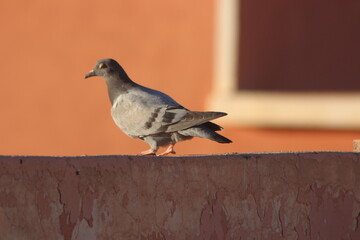 Gray Pigeon Close Up