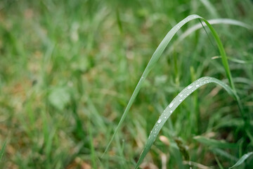 Grass after the rain