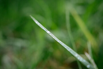 A blade of grass after rain.