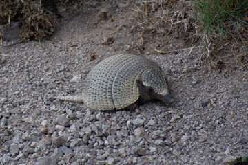 Obraz premium Armadillo