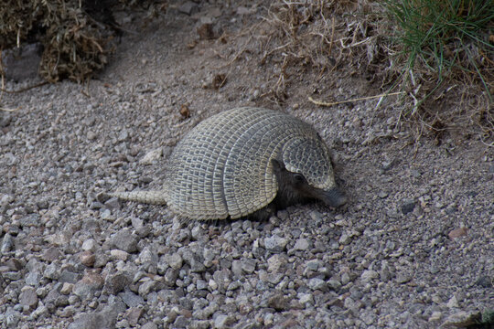 Armadillo