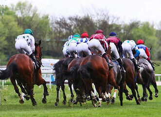Caballos y jockeys de Turf con chaquetillas de colores de espaldas galopando en una curva del hip&oacute;dromo en d&iacute;a de carreras