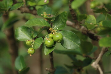 acerola (Malpighia emarginata)