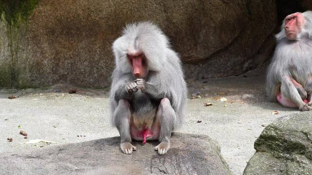 Hamadryas baboon, papio hamadryas, sitting together and grooming each other. Papio hamadryas is a species of baboon
