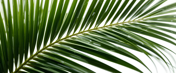 Obraz premium Close-up of a lush green palm leaf isolated on a white background. Concept of nature and tropical plants, showcasing intricate leaf details.