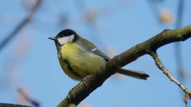 tit bird sitting on a tree branch against a blue sky in spring. Parus major