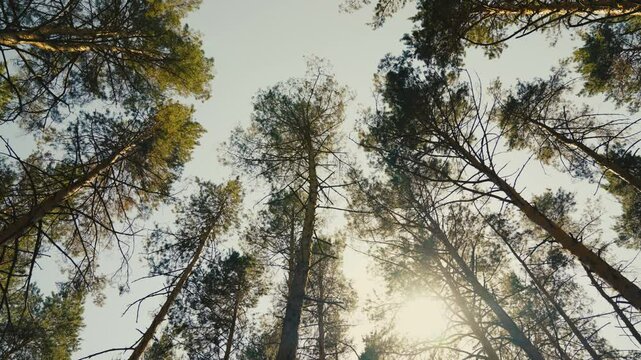 View up, bottom view of pine trees in forest in sunshine. Royalty high-quality free 4k stock video footage of big and tall pine tree with sun light, dew, fog in the forest when looking up blue sky.